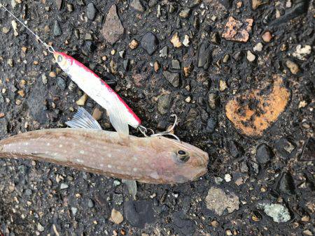 サゴシ狙い撃沈